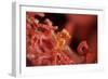 Raja Ampat Pigmee Seahorse-Bernard Radvaner-Framed Photographic Print