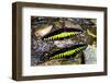 Raja Brookes Birdwing Butterfly (Trogonoptera brookiana), Borneo-Paul Williams-Framed Photographic Print