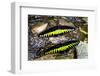 Raja Brookes Birdwing Butterfly (Trogonoptera brookiana), Borneo-Paul Williams-Framed Photographic Print