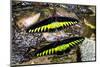 Raja Brookes Birdwing Butterfly (Trogonoptera brookiana), Borneo-Paul Williams-Mounted Photographic Print