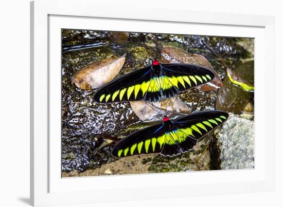 Raja Brookes Birdwing Butterfly (Trogonoptera brookiana), Borneo-Paul Williams-Framed Photographic Print