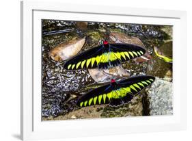 Raja Brookes Birdwing Butterfly (Trogonoptera brookiana), Borneo-Paul Williams-Framed Photographic Print