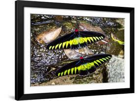 Raja Brookes Birdwing Butterfly (Trogonoptera brookiana), Borneo-Paul Williams-Framed Photographic Print