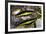 Raja Brookes Birdwing Butterfly (Trogonoptera brookiana), Borneo-Paul Williams-Framed Photographic Print