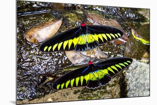 Raja Brookes Birdwing Butterfly (Trogonoptera brookiana), Borneo-Paul Williams-Mounted Photographic Print