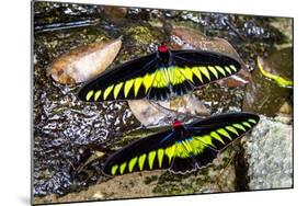 Raja Brookes Birdwing Butterfly (Trogonoptera brookiana), Borneo-Paul Williams-Mounted Photographic Print