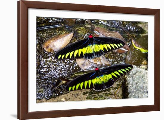 Raja Brookes Birdwing Butterfly (Trogonoptera brookiana), Borneo-Paul Williams-Framed Photographic Print