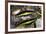 Raja Brookes Birdwing Butterfly (Trogonoptera brookiana), Borneo-Paul Williams-Framed Photographic Print