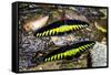 Raja Brookes Birdwing Butterfly (Trogonoptera brookiana), Borneo-Paul Williams-Framed Stretched Canvas