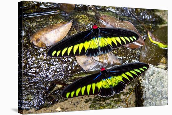 Raja Brookes Birdwing Butterfly (Trogonoptera brookiana), Borneo-Paul Williams-Stretched Canvas