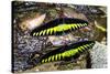 Raja Brookes Birdwing Butterfly (Trogonoptera brookiana), Borneo-Paul Williams-Stretched Canvas