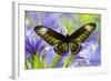 Rajah Brooke's Birdwing Butterfly Female, Trogonoptera Brookiana-Darrell Gulin-Framed Photographic Print