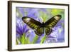 Rajah Brooke's Birdwing Butterfly Female, Trogonoptera Brookiana-Darrell Gulin-Framed Photographic Print