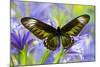 Rajah Brooke's Birdwing Butterfly Female, Trogonoptera Brookiana-Darrell Gulin-Mounted Photographic Print