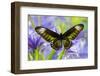 Rajah Brooke's Birdwing Butterfly Female, Trogonoptera Brookiana-Darrell Gulin-Framed Photographic Print