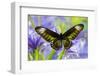 Rajah Brooke's Birdwing Butterfly Female, Trogonoptera Brookiana-Darrell Gulin-Framed Photographic Print