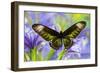 Rajah Brooke's Birdwing Butterfly Female, Trogonoptera Brookiana-Darrell Gulin-Framed Photographic Print