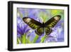 Rajah Brooke's Birdwing Butterfly Female, Trogonoptera Brookiana-Darrell Gulin-Framed Photographic Print