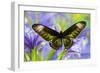 Rajah Brooke's Birdwing Butterfly Female, Trogonoptera Brookiana-Darrell Gulin-Framed Photographic Print