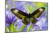 Rajah Brooke's Birdwing Butterfly Female, Trogonoptera Brookiana-Darrell Gulin-Mounted Photographic Print