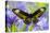 Rajah Brooke's Birdwing Butterfly Female, Trogonoptera Brookiana-Darrell Gulin-Stretched Canvas