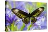 Rajah Brooke's Birdwing Butterfly Female, Trogonoptera Brookiana-Darrell Gulin-Stretched Canvas