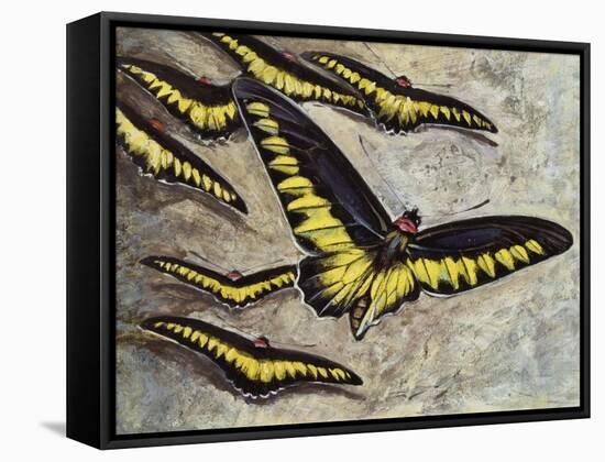 Rajah Brooke's Birdwing (Trogonoptera Brookiana), Papilionidae-null-Framed Stretched Canvas