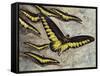 Rajah Brooke's Birdwing (Trogonoptera Brookiana), Papilionidae-null-Framed Stretched Canvas