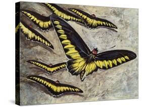 Rajah Brooke's Birdwing (Trogonoptera Brookiana), Papilionidae-null-Stretched Canvas