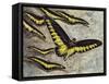 Rajah Brooke's Birdwing (Trogonoptera Brookiana), Papilionidae-null-Framed Stretched Canvas