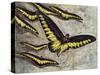 Rajah Brooke's Birdwing (Trogonoptera Brookiana), Papilionidae-null-Stretched Canvas