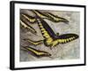 Rajah Brooke's Birdwing (Trogonoptera Brookiana), Papilionidae-null-Framed Giclee Print