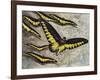 Rajah Brooke's Birdwing (Trogonoptera Brookiana), Papilionidae-null-Framed Giclee Print