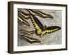 Rajah Brooke's Birdwing (Trogonoptera Brookiana), Papilionidae-null-Framed Giclee Print