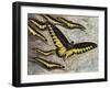 Rajah Brooke's Birdwing (Trogonoptera Brookiana), Papilionidae-null-Framed Giclee Print