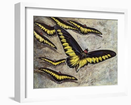 Rajah Brooke's Birdwing (Trogonoptera Brookiana), Papilionidae-null-Framed Giclee Print