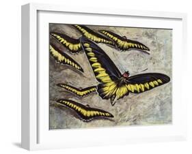 Rajah Brooke's Birdwing (Trogonoptera Brookiana), Papilionidae-null-Framed Giclee Print