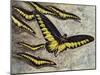 Rajah Brooke's Birdwing (Trogonoptera Brookiana), Papilionidae-null-Mounted Giclee Print
