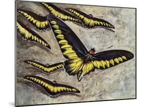 Rajah Brooke's Birdwing (Trogonoptera Brookiana), Papilionidae-null-Mounted Giclee Print