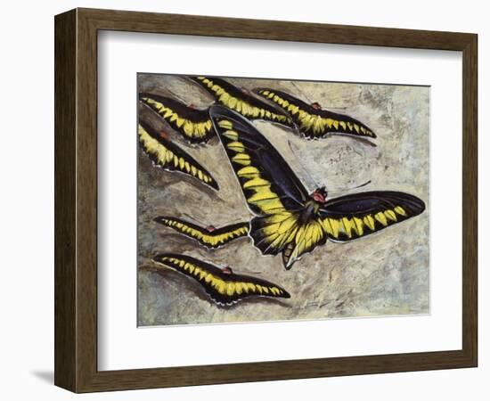 Rajah Brooke's Birdwing (Trogonoptera Brookiana), Papilionidae-null-Framed Giclee Print