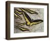 Rajah Brooke's Birdwing (Trogonoptera Brookiana), Papilionidae-null-Framed Giclee Print