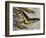 Rajah Brooke's Birdwing (Trogonoptera Brookiana), Papilionidae-null-Framed Giclee Print