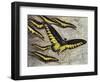 Rajah Brooke's Birdwing (Trogonoptera Brookiana), Papilionidae-null-Framed Giclee Print