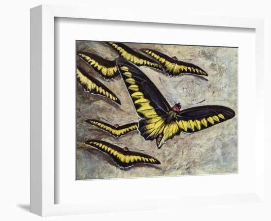 Rajah Brooke's Birdwing (Trogonoptera Brookiana), Papilionidae-null-Framed Giclee Print