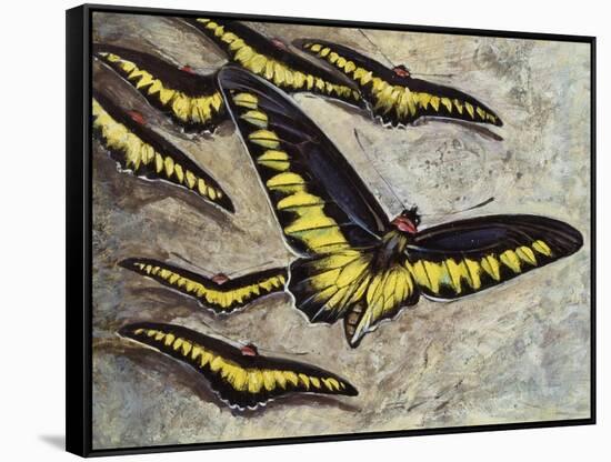 Rajah Brooke's Birdwing (Trogonoptera Brookiana), Papilionidae-null-Framed Stretched Canvas
