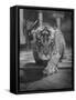 Rajpur, a Tiger Cub, Being Cared for by Mrs. Martini, Wife of the Bronx Zoo Lion Keeper-Alfred Eisenstaedt-Framed Stretched Canvas