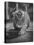 Rajpur, a Tiger Cub, Being Cared for by Mrs. Martini, Wife of the Bronx Zoo Lion Keeper-Alfred Eisenstaedt-Stretched Canvas