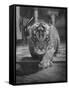 Rajpur, a Tiger Cub, Being Cared for by Mrs. Martini, Wife of the Bronx Zoo Lion Keeper-Alfred Eisenstaedt-Framed Stretched Canvas