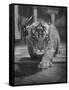 Rajpur, a Tiger Cub, Being Cared for by Mrs. Martini, Wife of the Bronx Zoo Lion Keeper-Alfred Eisenstaedt-Framed Stretched Canvas