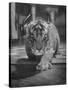 Rajpur, a Tiger Cub, Being Cared for by Mrs. Martini, Wife of the Bronx Zoo Lion Keeper-Alfred Eisenstaedt-Stretched Canvas
